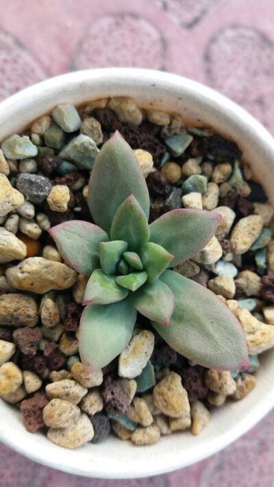 ECHEVERIA "MINI BELLE" - Зображення 2