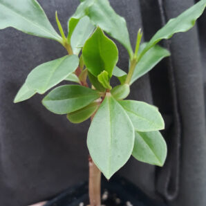 Талинум метельчатый (Talinum paniculatum = Claytonia paniculata = Portulaca paniculata) | 101