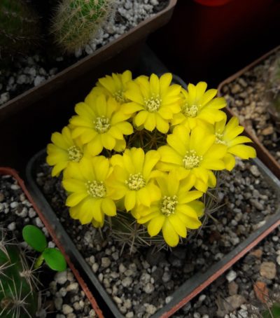 Weingartia neocumingii - Зображення 2