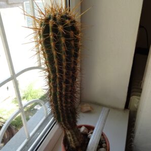 Trichocereus/Echinopsis Candicans Трихоцереус/Эхинопсис кандиканс