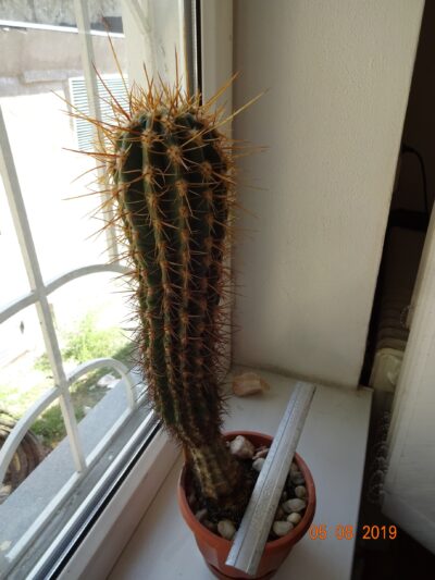 Trichocereus/Echinopsis Candicans Трихоцереус/Эхинопсис кандиканс