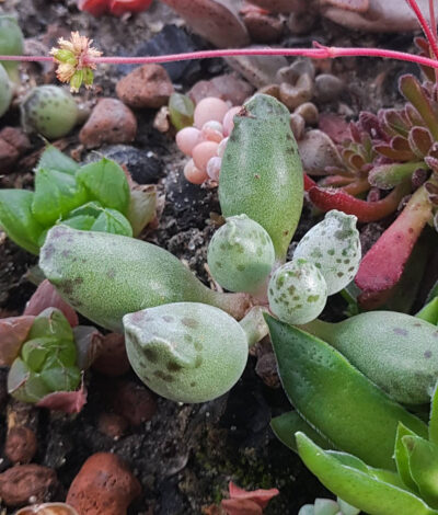 Adromischus silver tubes