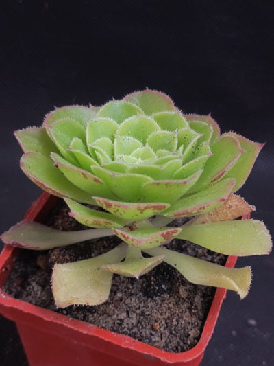Aeonium aizoon