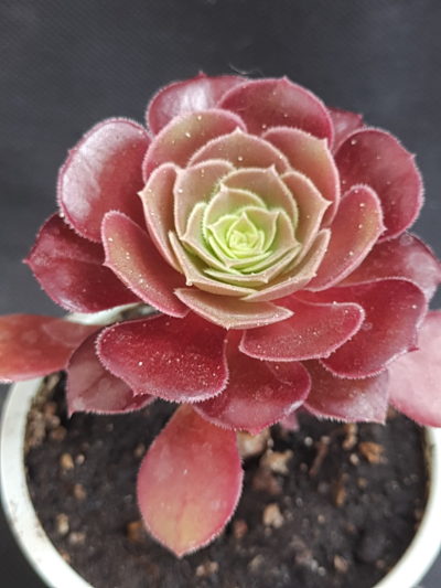 Aeonium Velour