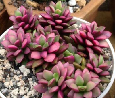 Anacampseros telephiastrum sunrise - Зображення 2