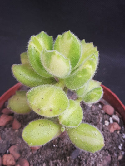 Cotyledon tomentosa var.