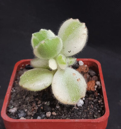 Cotyledon tomentosa var. white