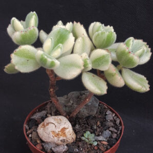 Cotyledon tomentosa var. white | 28