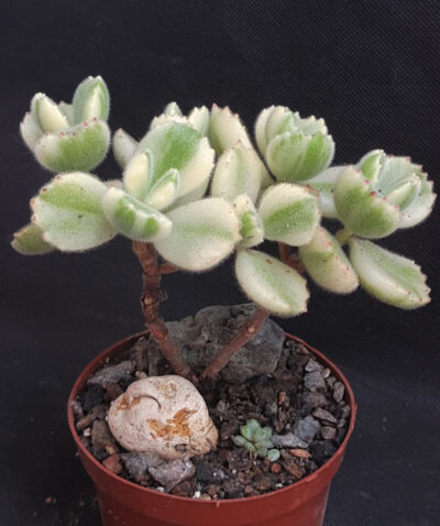 Cotyledon tomentosa var. white