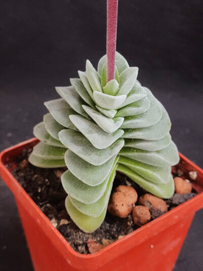 Crassula coralita