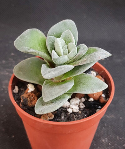 Crassula coralita