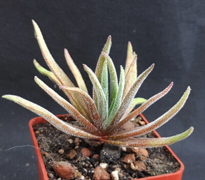 Crassula hirta (nudicaulis)