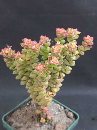 Crassula rupestris