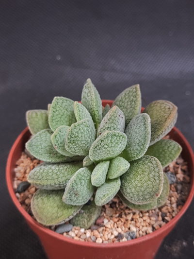 Crassula tecta