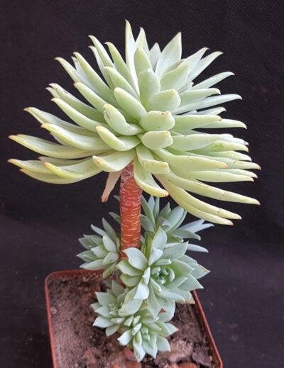 Dudleya farinosa