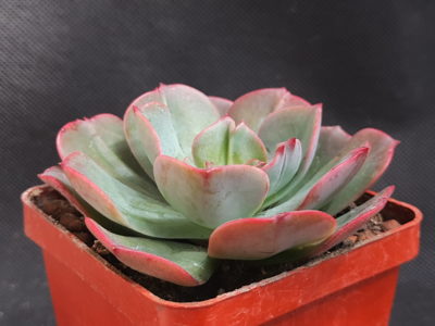 Echeveria Briar Rose