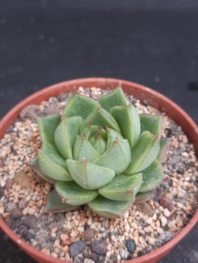 Echeveria purpusorum white