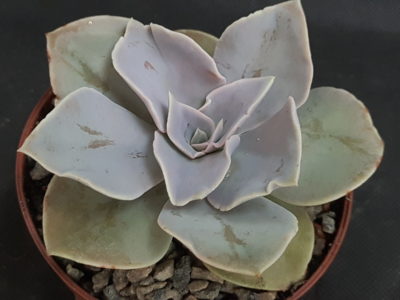 Echeveria Rodolfoi