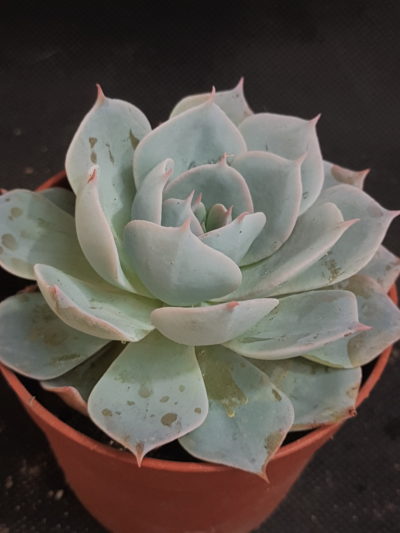Echeveria subsessilis