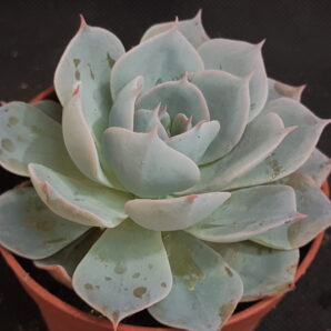 Echeveria subsessilis