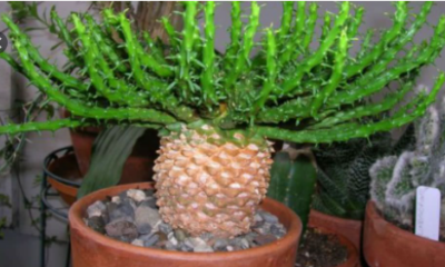 Euphorbia flanaganii (Medusa's Head) - Зображення 2