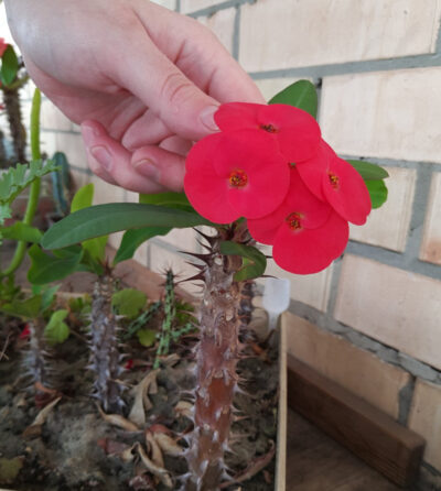 Euphorbia milii Siraya