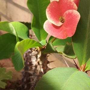 Euphorbia milii Siraya