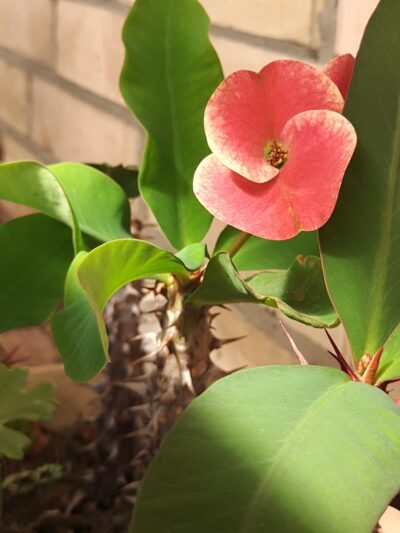 Euphorbia milii Siraya