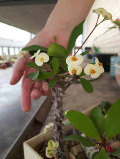 Euphorbia milii Siraya
