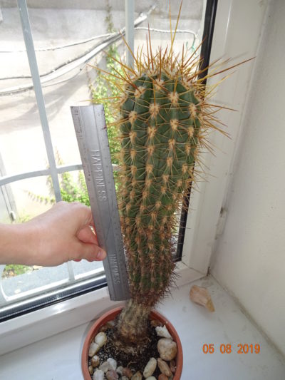 Trichocereus/Echinopsis Candicans Трихоцереус/Эхинопсис кандиканс - Зображення 2