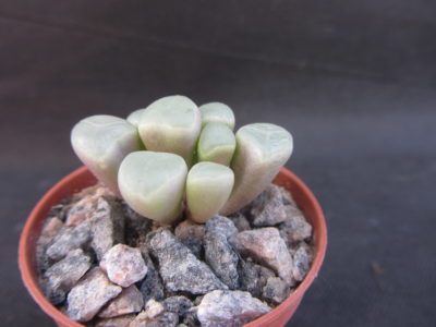 Fenestraria aurantiaca