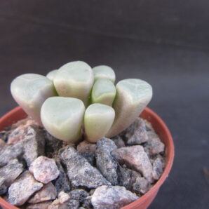 Fenestraria aurantiaca | 55