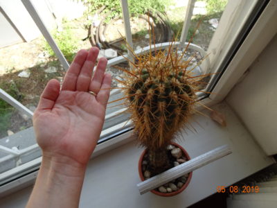 Trichocereus/Echinopsis Candicans Трихоцереус/Эхинопсис кандиканс - Зображення 3