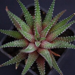 Haworthia Attenuata clariperla
