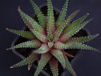 Haworthia Attenuata clariperla