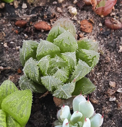 Haworthia сложный гибрид