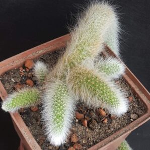 Hildewintera colademononis | 47