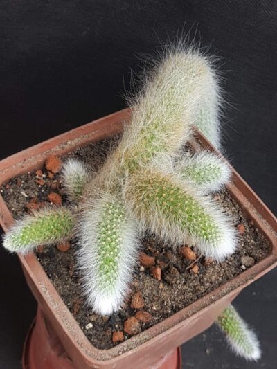 Hildewintera colademononis