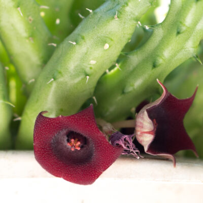 Huernia schneideriana