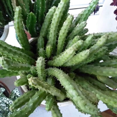 Huernia schneideriana
