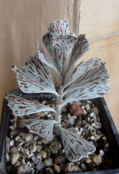 kalanchoe rhombopilosa