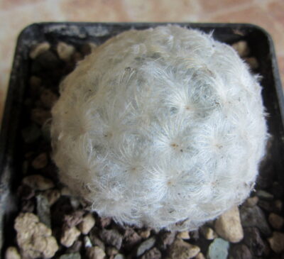 Mammillaria plumosa
