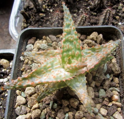 aloe Franco - Зображення 4