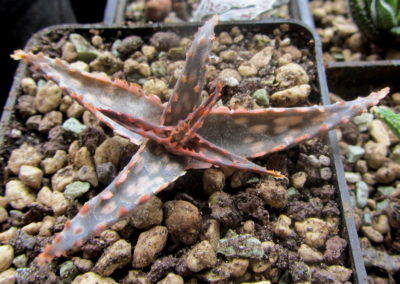 aloe Peppermint - Зображення 2