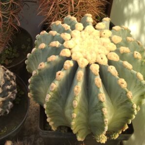 ferocactus glaucescens f. inermis | 39