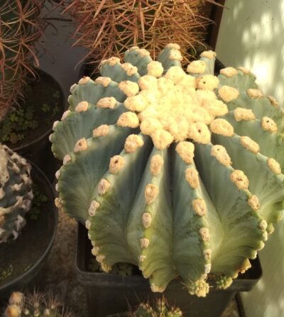 Ferocactus glaucescens f. inermis