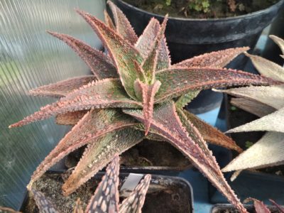 aloe Green Sand