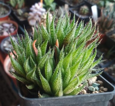 haworthia variegata var. petrophila