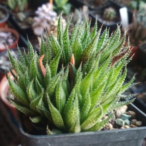 haworthia variegata var. petrophila