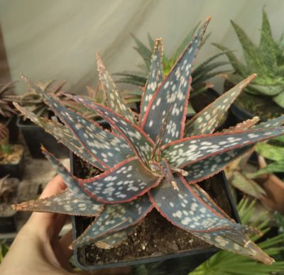 aloe Peppermint